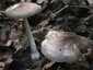Barna csengettyűgomba (Pluteus cervinus), Budai-hegység